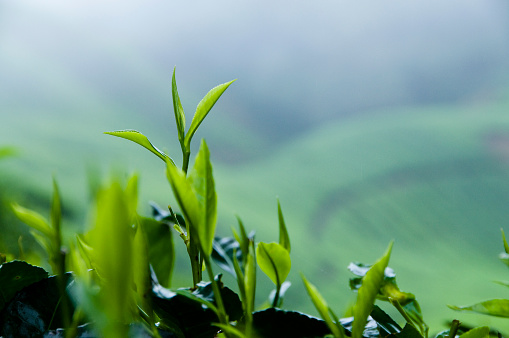 Tea growing in asia, with the misty plantation visible in the distance.