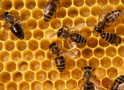 Close-up of a honeycomb with wooden frame with lots of bees on it,bees producing fresh tasty honey,horizontal