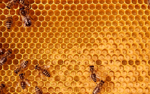 inside the bee-hive bees taking care of larva on honey comb honeycomb animal creation stock pictures, royalty-free photos & images