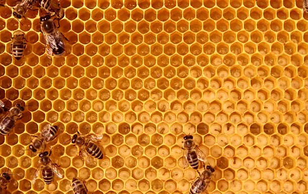 bees taking care of larva on honey comb