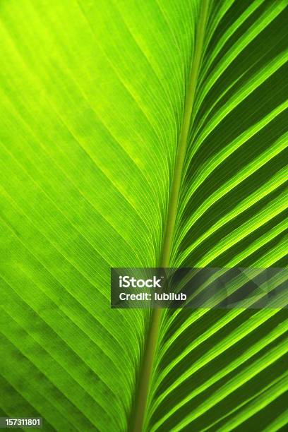 Detail Of New Green Banana Palm Leaf Stock Photo - Download Image Now - Backgrounds, Close-up, Green Color