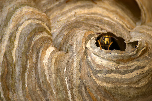 Wasp's Nest with guard at entrance.