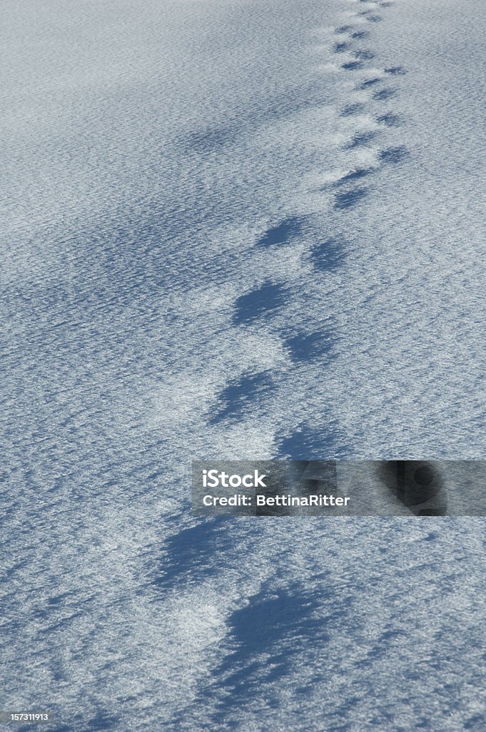 Faixas na neve - Foto de stock de Branco royalty-free