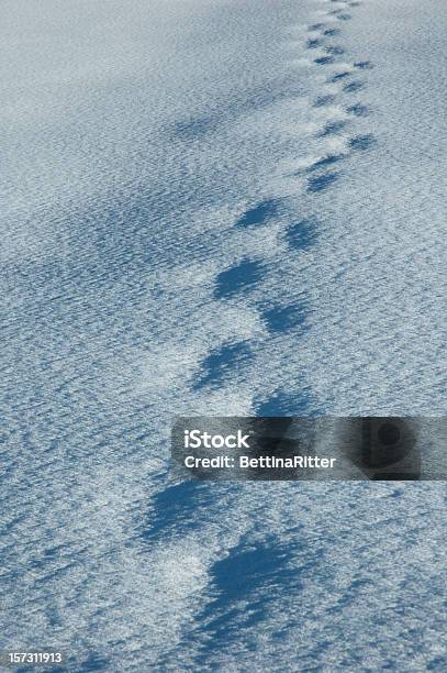 Foto de Faixas Na Neve e mais fotos de stock de Branco - Branco, Congelado, Esporte de Inverno