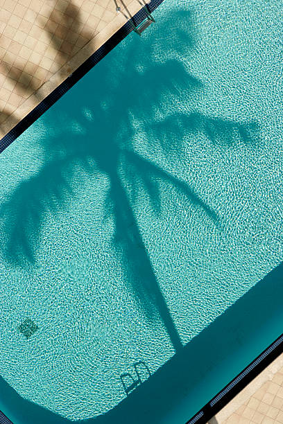 istock Palm tree and pool, birds eye-view. 157311951