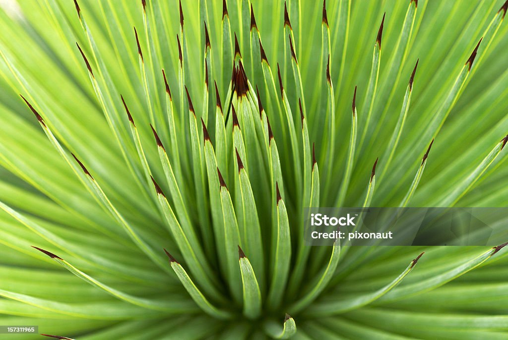 Торчащие растение - Стоковые фото Абстрактный роялти-фри