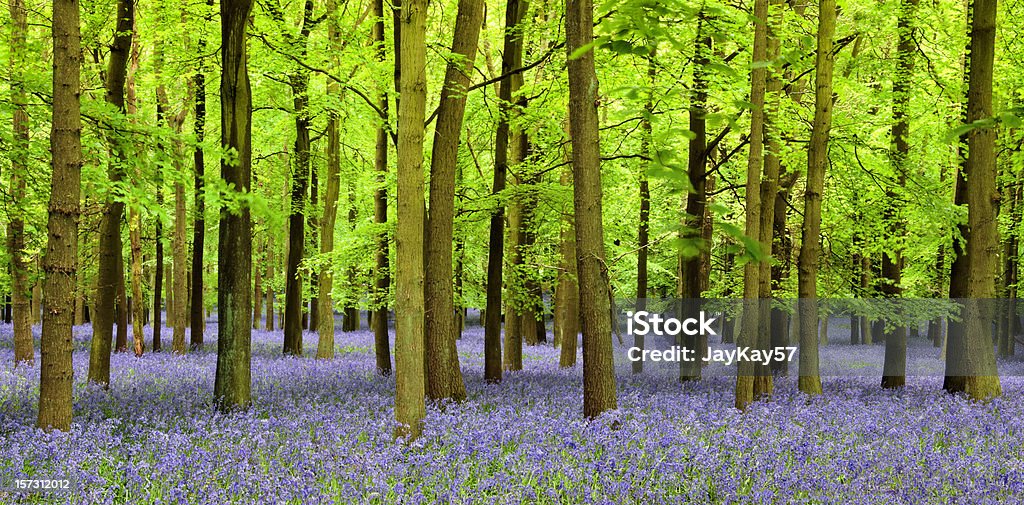 블루벨 빠삐용 - 로열티 프리 나무는 보고 숲을 보지 못하다 스톡 사진