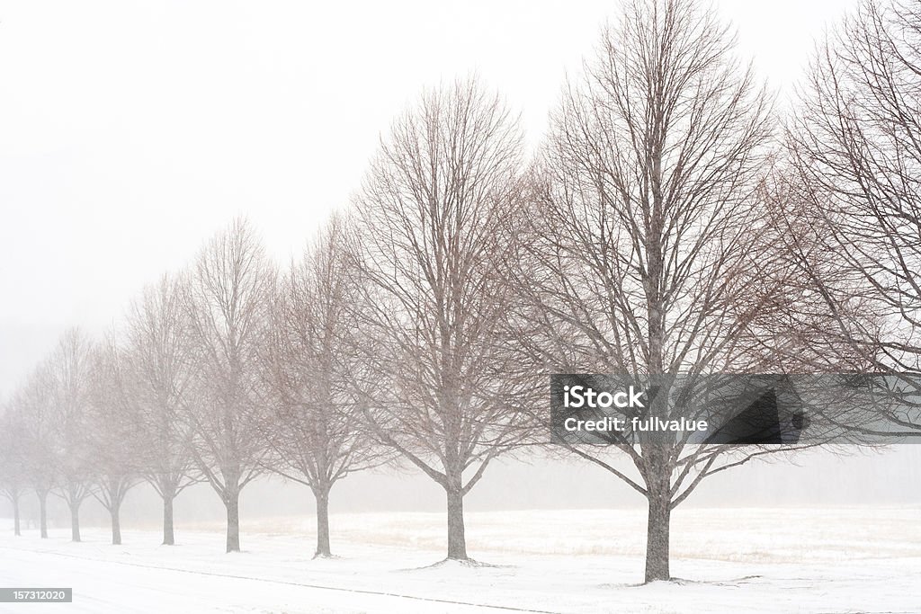 Infinito inverno - Foto stock royalty-free di Inverno