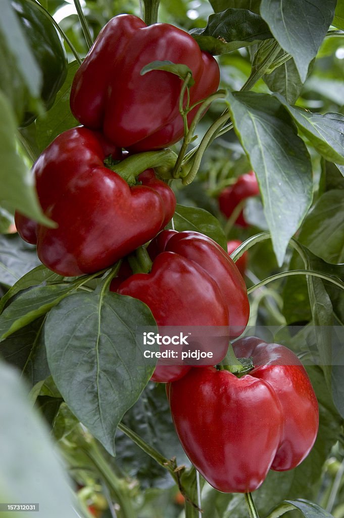 Pimientos rojos colgar en la planta - Foto de stock de Agricultura libre de derechos