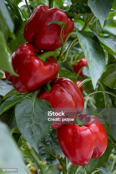 Pimientos Rojos Colgar En La Planta Foto de stock y más banco de imágenes de Agricultura - Agricultura, Aire libre, Alimento