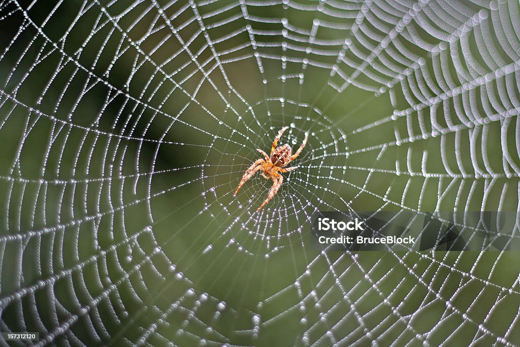Spider in a Dew Covered Web  Spider Web Stock Photo