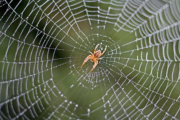 Spider in a Dew Covered Web stock photo
