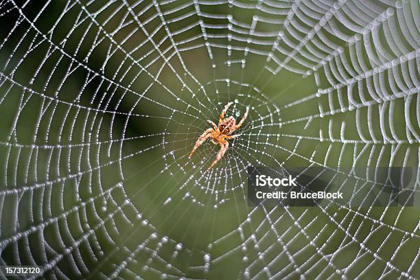 Spider In A Dew Covered Web Stock Photo - Download Image Now - Spider Web, Spider, Garden Spider