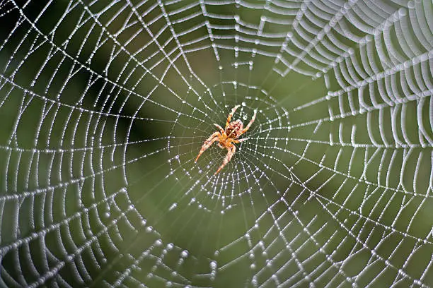 Photo of Spider in a Dew Covered Web