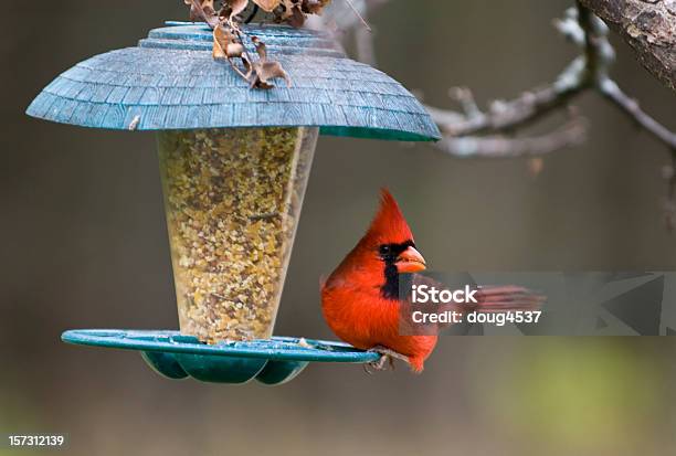 Cardinal En Birdfeeder Del Norte Foto de stock y más banco de imágenes de Alimentador de pájaros - Alimentador de pájaros, Pájaro, Alimentar