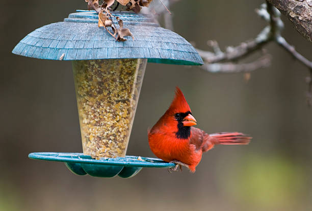 cardinale rosso su birdfeeder - cardinale uccello foto e immagini stock