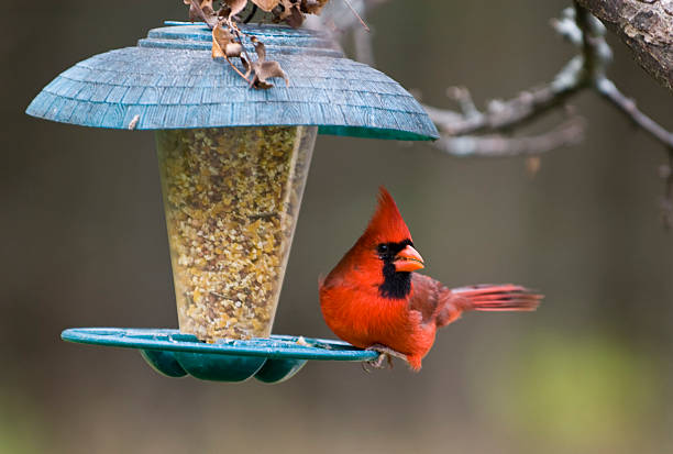 Northern Cardinal on Birdfeeder  bird feeder photos stock pictures, royalty-free photos & images