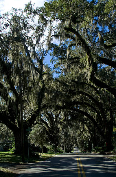 Oak with Spanish Moss