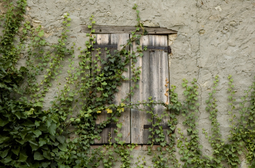 Facade of the old brick house overgrown with green ivy