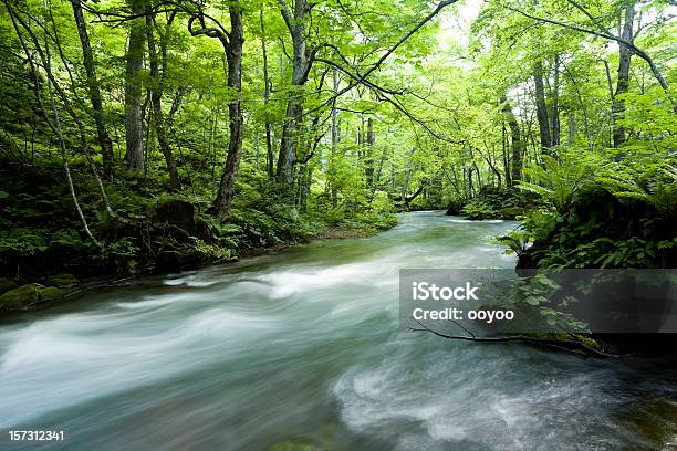 Waldfluss Stockfoto und mehr Bilder von Bach - Bach, Baum, Berg