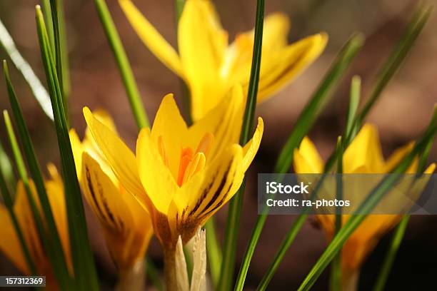 Photo libre de droit de Le Printemps Arrive banque d'images et plus d'images libres de droit de Bouquet de fleurs - Bouquet de fleurs, Bouquet formel, Couleur verte