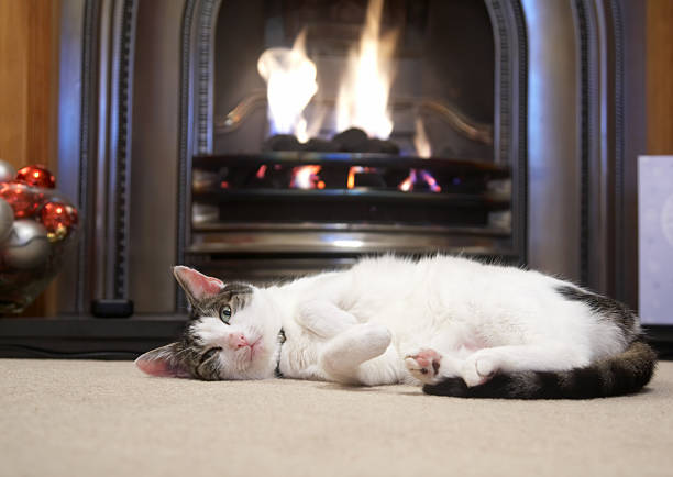 istock Cat lying on her side in front of the fire 157312418