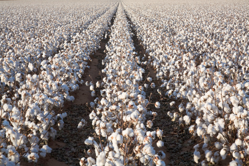white ripe cotton crop plants rows, field ready for harvest