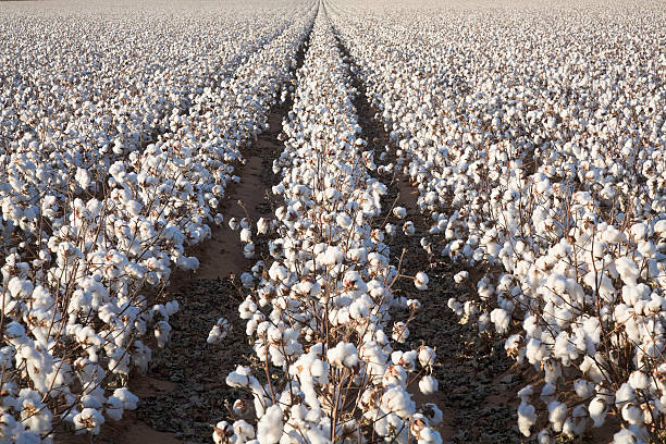 madura corte de algodão branco de plantas fileiras, campo prontos para a colheita - cotton field agriculture plant - fotografias e filmes do acervo