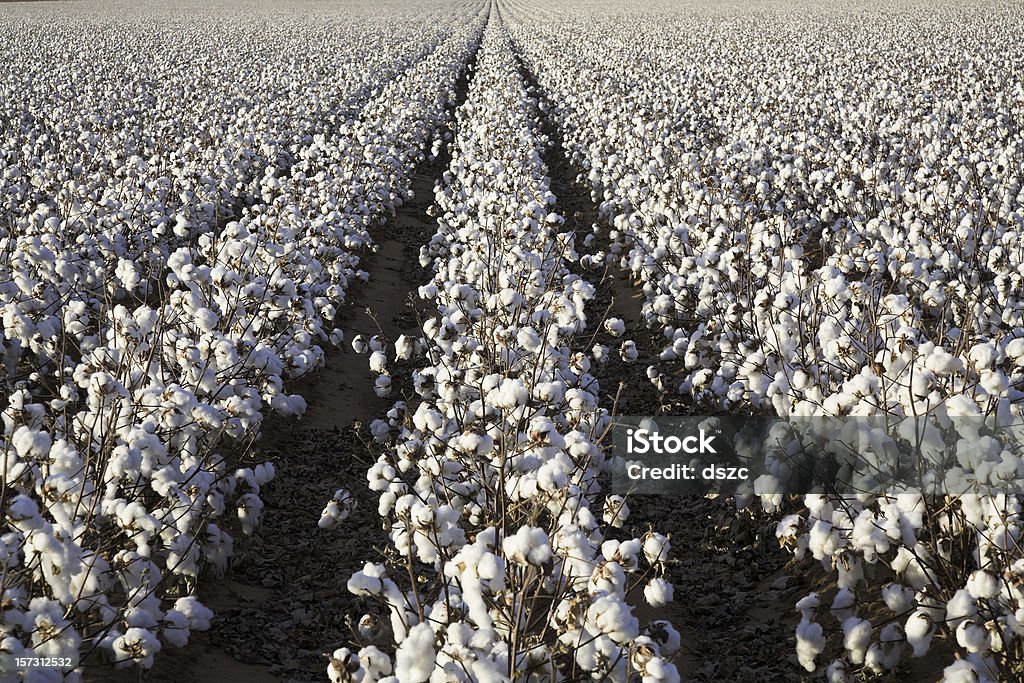 Белый спелые Укороченный хлопковый растений рядами поле ready for harvest - Стоковые фото Хлопчатник роялти-фри