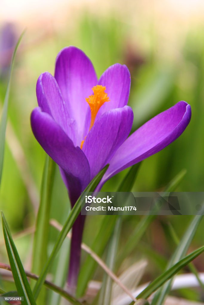 violet crocus  Close-up Stock Photo