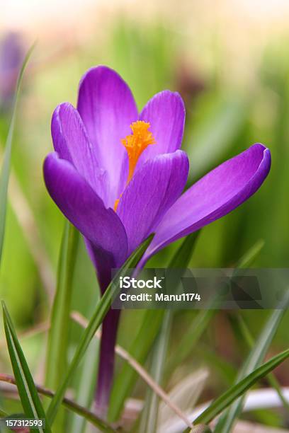 Violet Crocus Stock Photo - Download Image Now - Close-up, Flower, Beauty In Nature