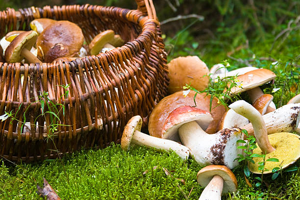 cesta con champiñones - área silvestre fotografías e imágenes de stock