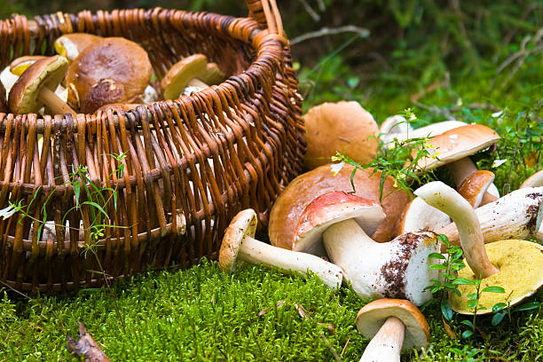 корзина с грибами - moss toadstool фотографии стоковые фото и изображения