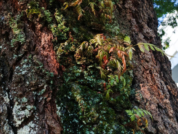 istock moss and weeds cover the surface of the tree. 1573129033