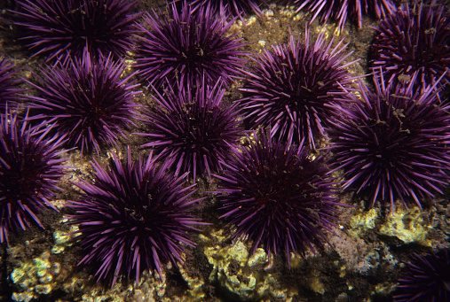 Sea Urchins, California. Strongylocentrotus purpuratus
