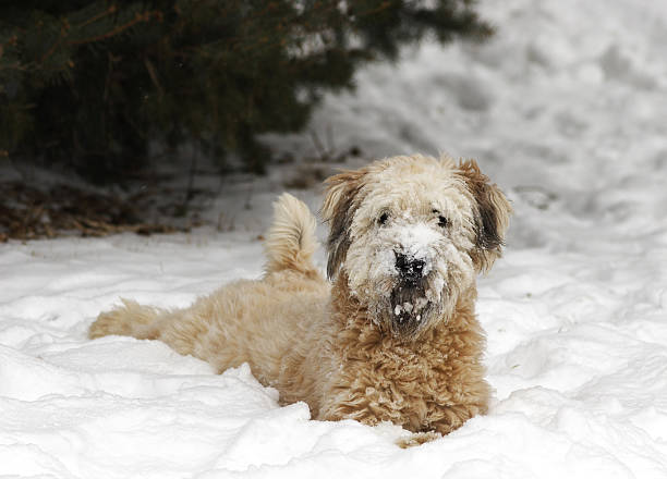 Snow Dog stock photo