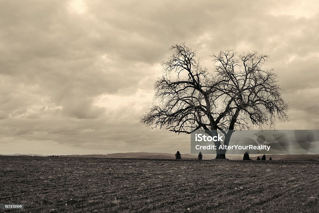 Lone tree " - Lizenzfrei Feld Stock-Foto