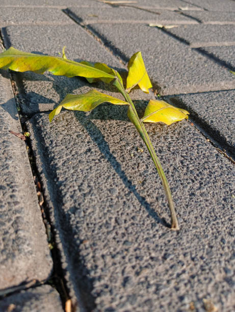 istock dry leaves fall on the floor. 1573131126