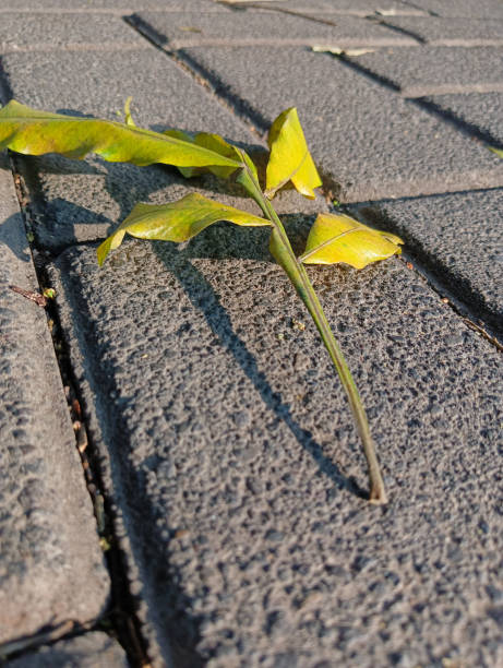istock dry leaves on a blurred background 1573131415