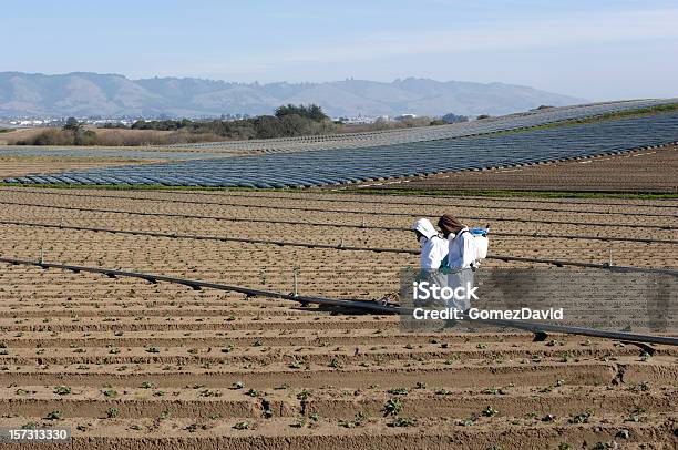 Farm Worker Sprühen Setzlinge Stockfoto und mehr Bilder von Einwanderer - Einwanderer, Landwirtschaft, Schutzmaske