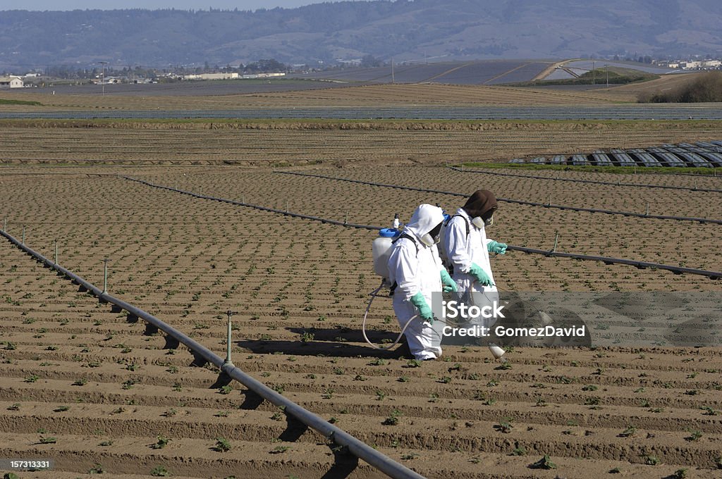 Farm worker sprühen Setzlinge - Lizenzfrei Erdbeere Stock-Foto