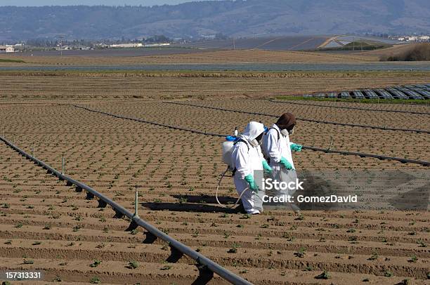 Photo libre de droit de Louvrier Et La Kolkhosienne Asperger Graines banque d'images et plus d'images libres de droit de Fraise - Fraise, Pulvérisateur agricole, Insecticide