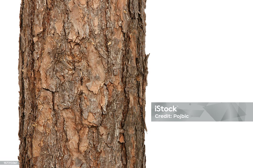 pine tree - Zbiór zdjęć royalty-free (Kora)