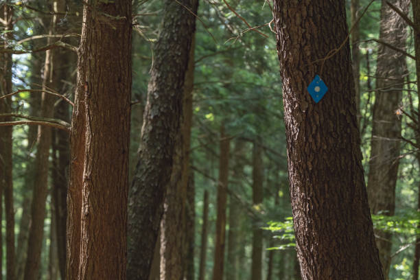 istock woodland natural backgrounds copy space, hiking trail 1573133764