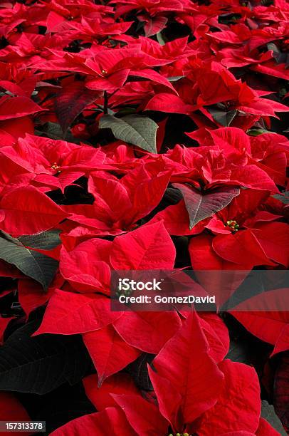 Nahaufnahme Der Schöne Red Poinsettias Wachsenden Im Gewächshaus Stockfoto und mehr Bilder von Weihnachtsstern