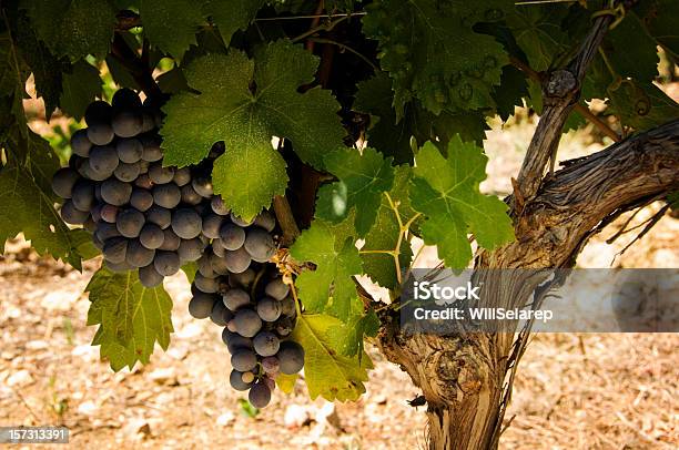 Weintrauben Stockfoto und mehr Bilder von Rankenpflanze - Rankenpflanze, Blauer Spätburgunder-Traube, Spanien