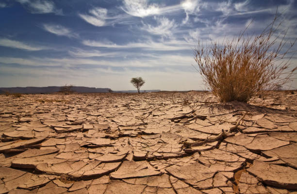 Libya . desert vegetation stock pictures, royalty-free photos & images