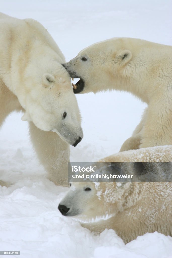 Osos polares wrestle palo arctic nieve Churchill Manitoba - Foto de stock de Oso polar libre de derechos