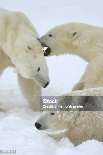 Osos Polares Wrestle Palo Arctic Nieve Churchill Manitoba Foto de stock y más banco de imágenes de Oso polar