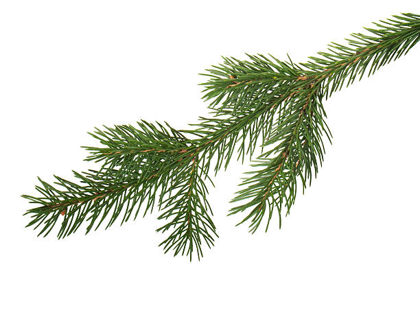 abeto branchlet - christmas branch pine tree evergreen tree fotografías e imágenes de stock